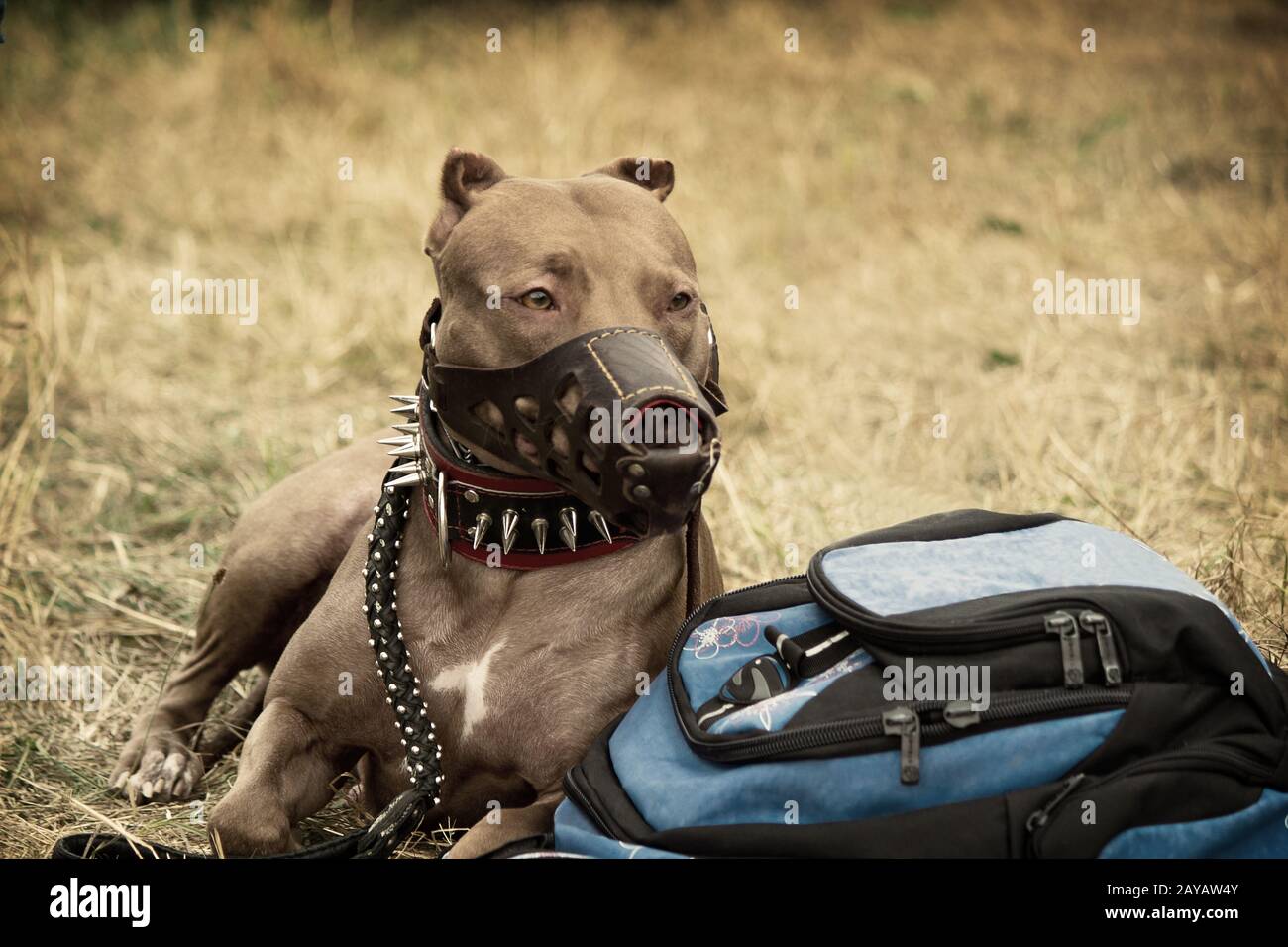 Large pedigreed dog guarding the things of the owner. Stock Photo