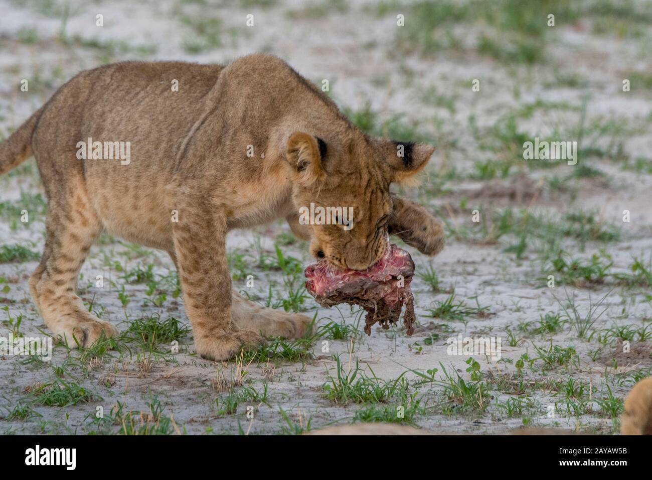 A About 6 Months Old Lion Cub Panthera Leo Is Feeding On A Warthog In The Gomoti Plains Area A Community Run Concession On The Edge Of The Gomoti Stock Photo Alamy