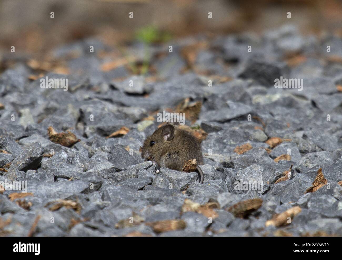 Dobrava hi-res stock photography and images - Alamy