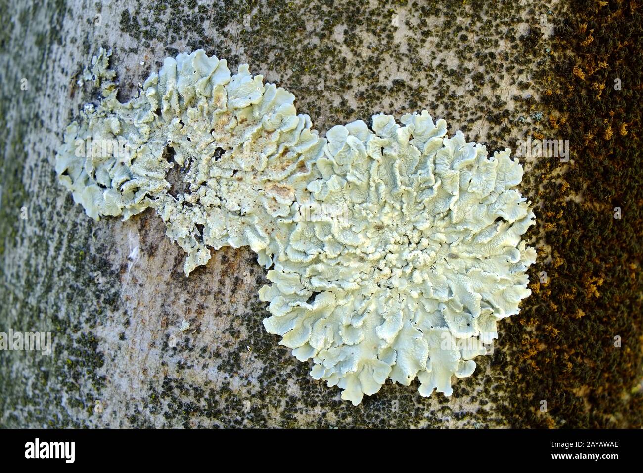Lichen, Common Greenshield Lichen Stock Photo