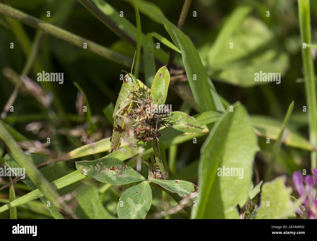 Atanasovsko-Lake, Grasshopper, Bulgaria, Baltic States, East europe Stock Photo