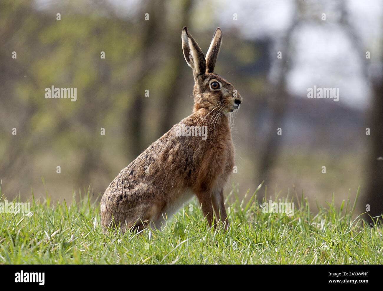 Jagdstrecke hi-res stock photography and images - Alamy