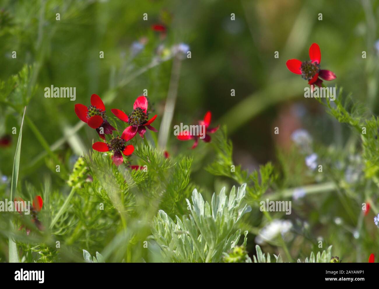 Durankulak, Blood Drops, Bulgaria, Esteurope Stock Photo