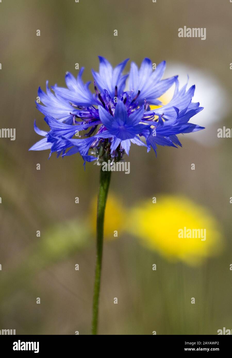 Atanasovsko-Lake, Cornflower, Bulgaria, Baltic States, East europe Stock Photo