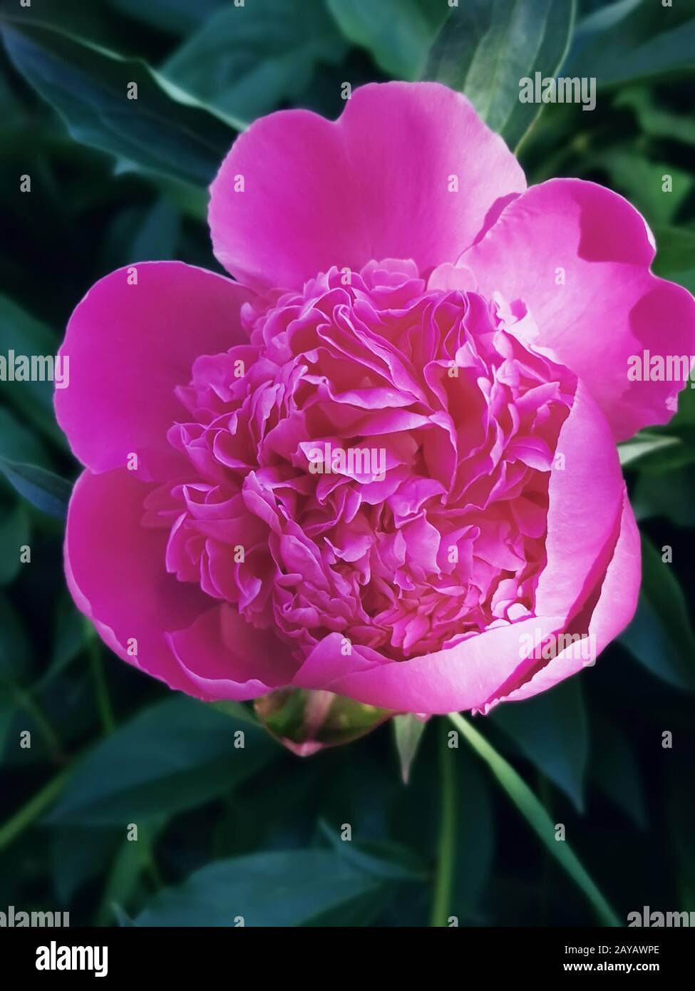 Blooming peony in the garden among green leaves Stock Photo