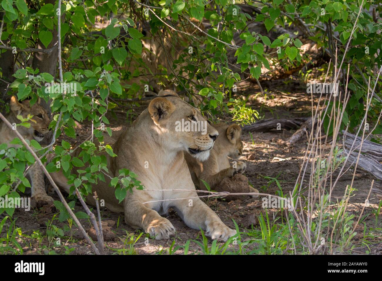 A lioness (Panthera leo) with about 6 months old cubs laying in the shade resting in the Gomoti Plains area, a community run concession, on the edge o Stock Photo