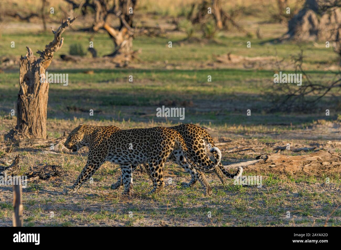 Two Leopards (Panthera pardus) are walking (mating pair) in the Gomoti Plains area, a community run concession, on the edge of the Gomoti river system Stock Photo
