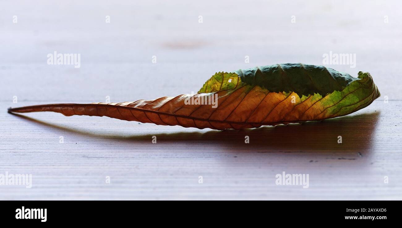 Withered leaf hi-res stock photography and images - Alamy