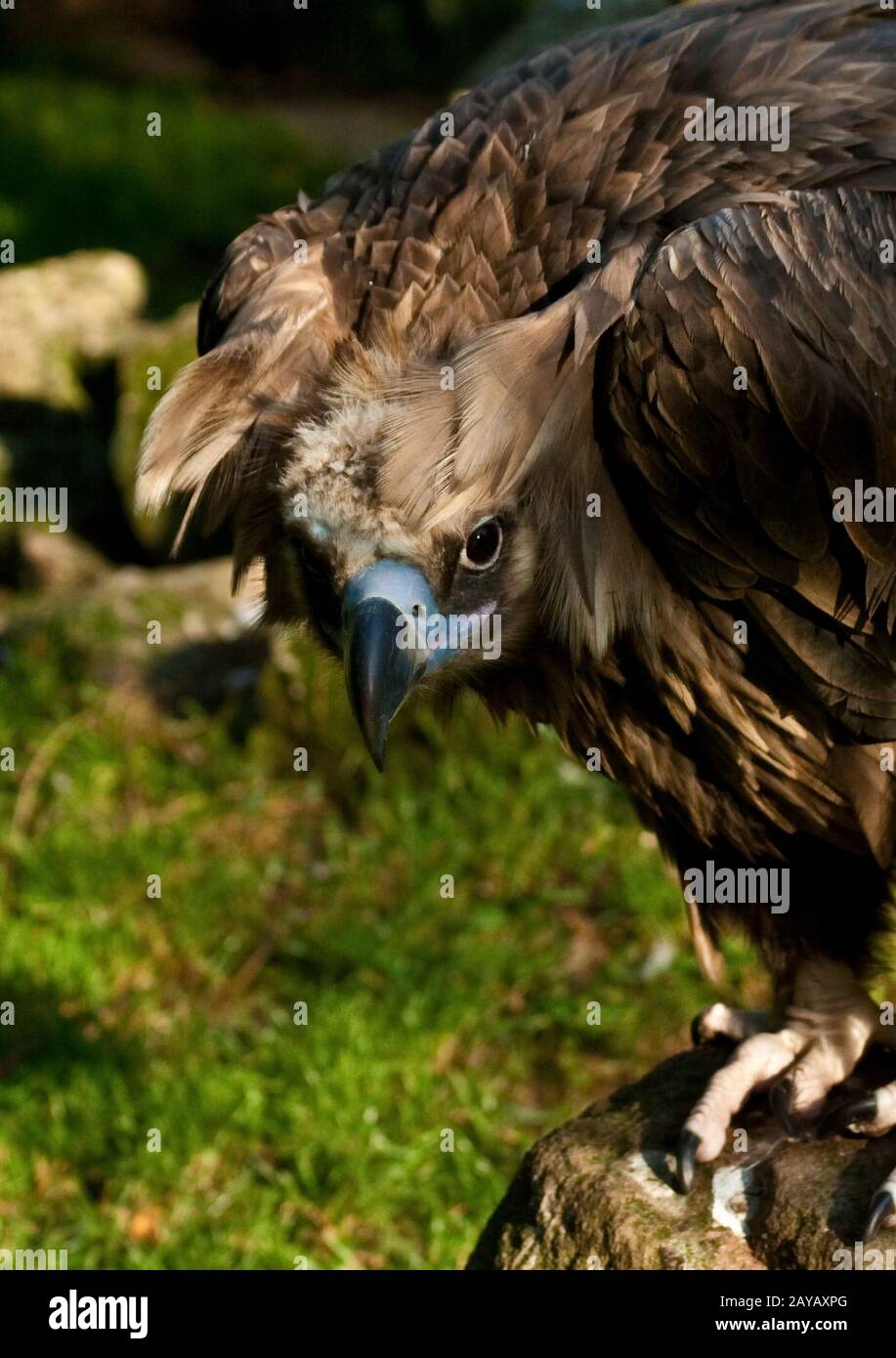 monk vulture or eurasian black vulture, Aegypius monachus Stock Photo