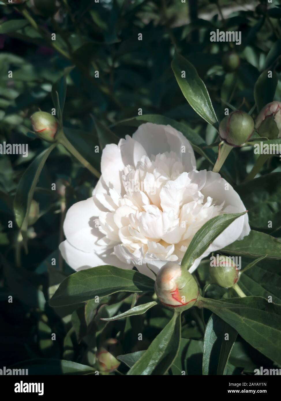 Beautiful white peony flower among green leaves Stock Photo