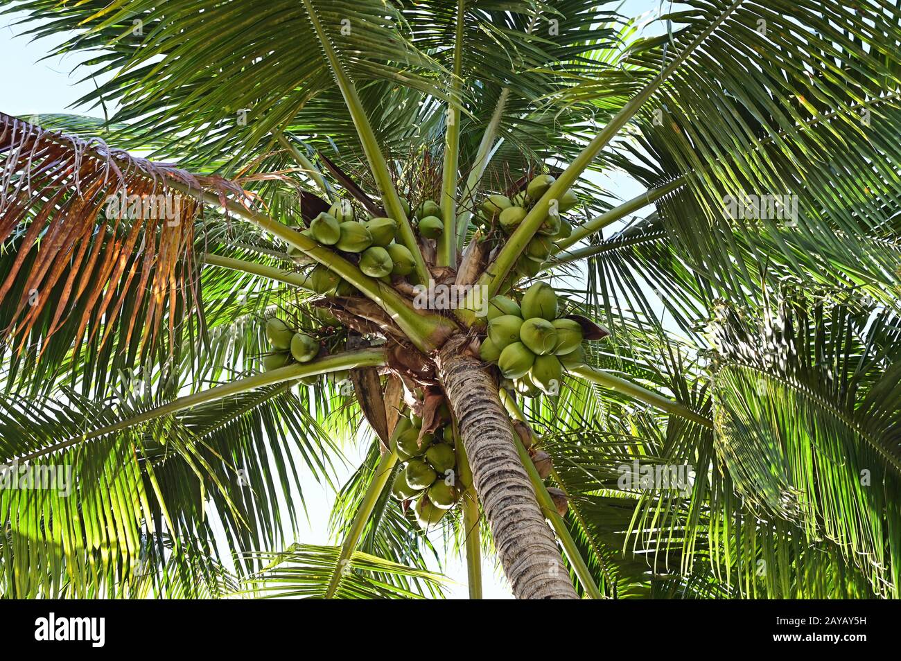 Coconut Tree - Cocos nucifera - bearing large number of coconuts photographed from below on a clear sunny afternoon. Stock Photo
