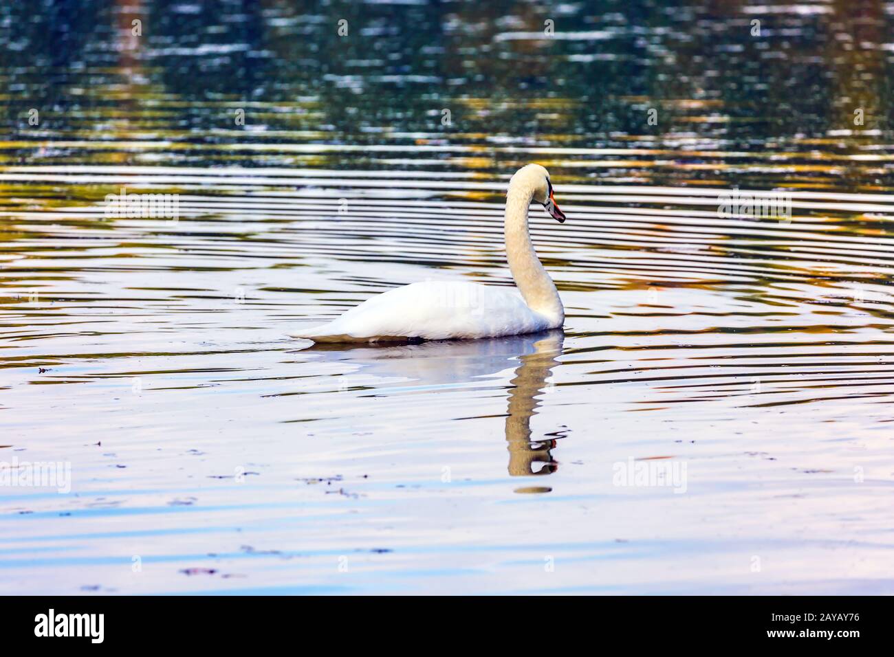 The lonely white swan swims Stock Photo