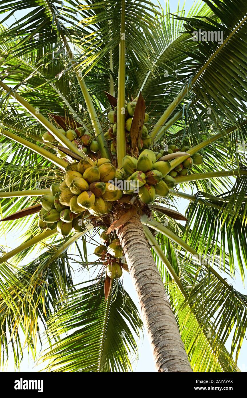 Coconut Tree - Cocos nucifera - bearing large number of coconuts photographed from below on a clear sunny afternoon. Stock Photo