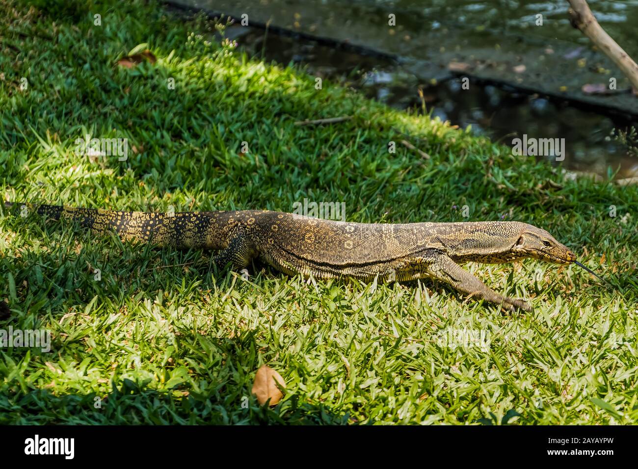 A Monitor Lizard lurking at Bangkok city park, Thailand Stock Photo Alamy