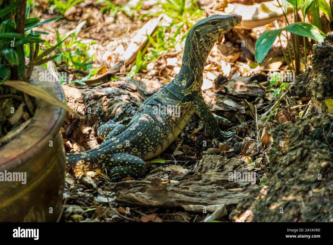 A Monitor Lizard lurking at Bangkok city park, Thailand Stock Photo Alamy