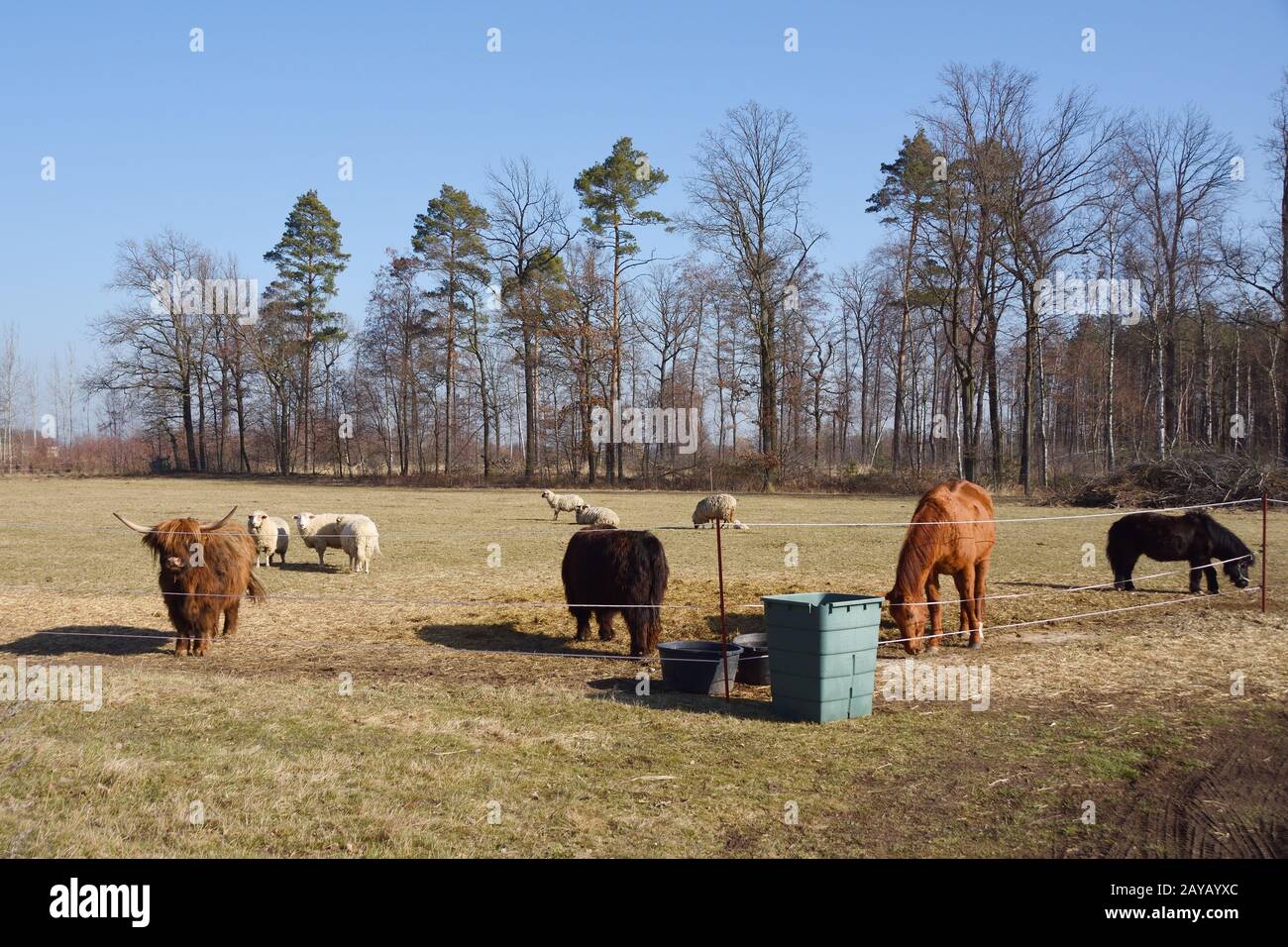 Cows and sheep in a pasture Stock Photo