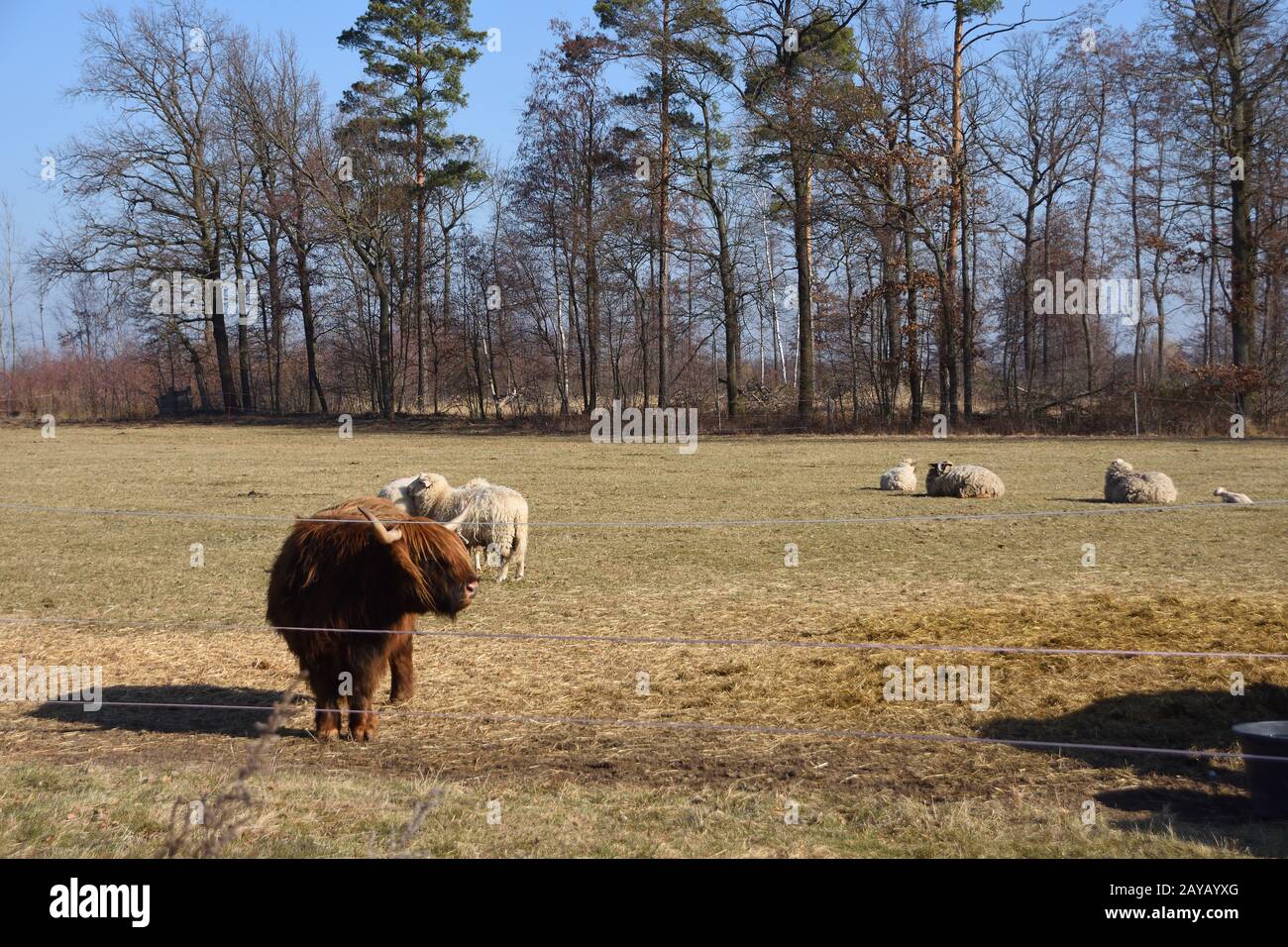 Cows and sheep in a pasture Stock Photo