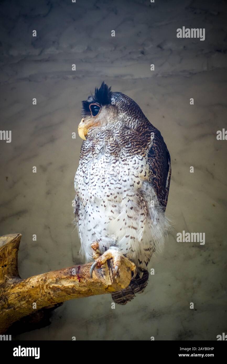 Barred eagle owl Stock Photo