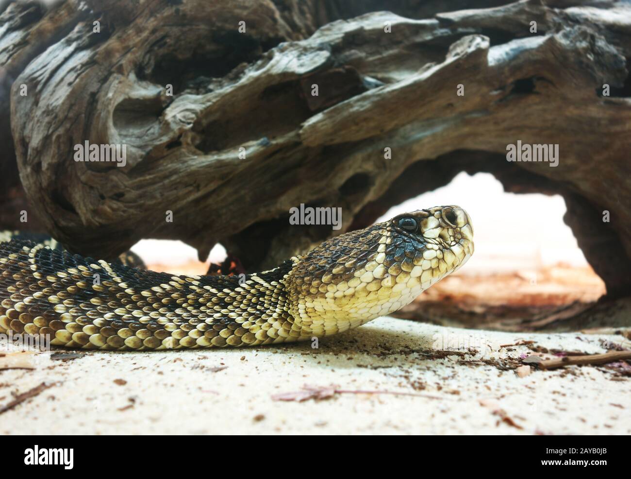 Eastern Diamondback rattlesnake Stock Photo Alamy