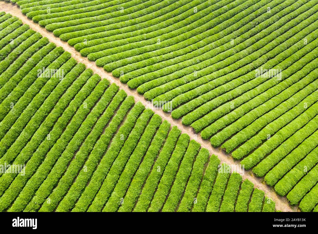 tea plantation background texture Stock Photo