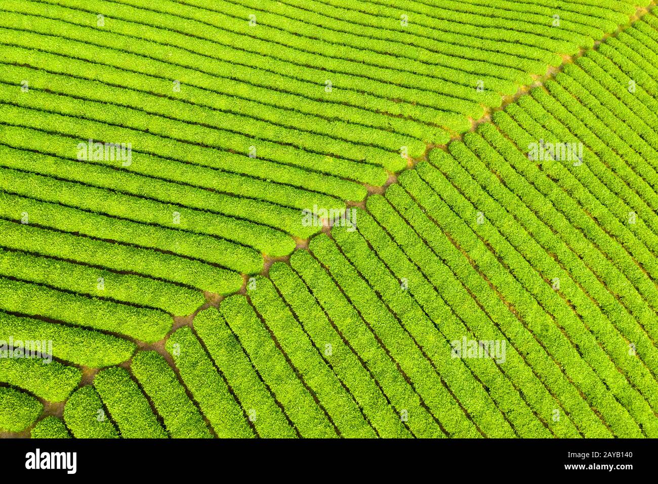 spring tea plantation background Stock Photo