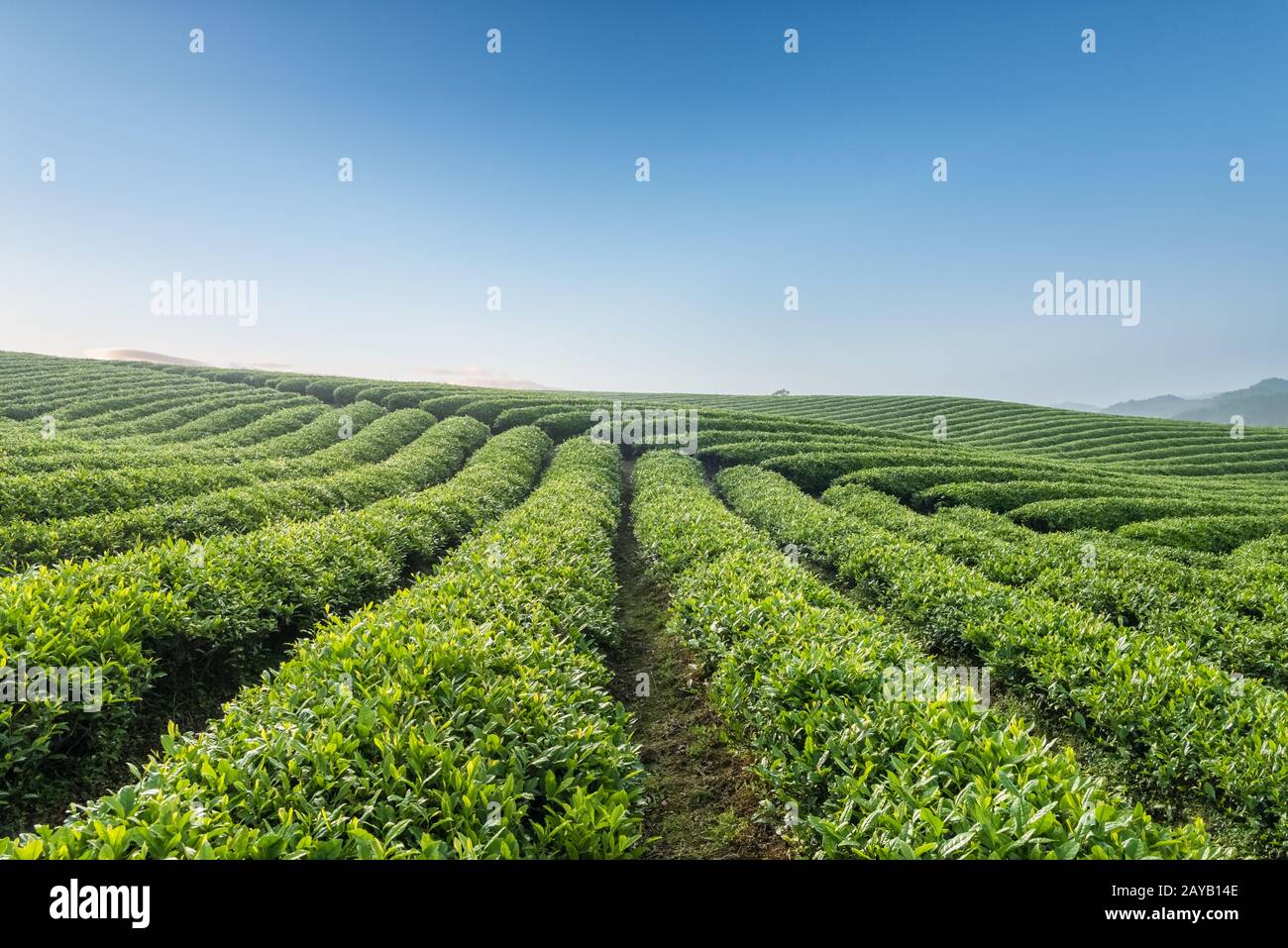 beautiful tea plantation in morning Stock Photo