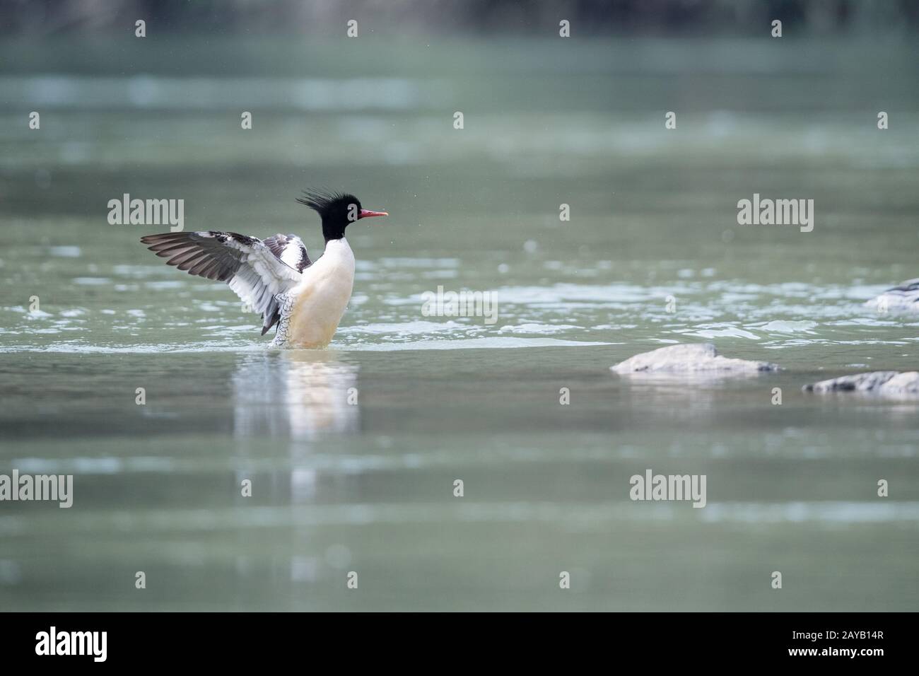 chinese merganser mergus squamatus Stock Photo