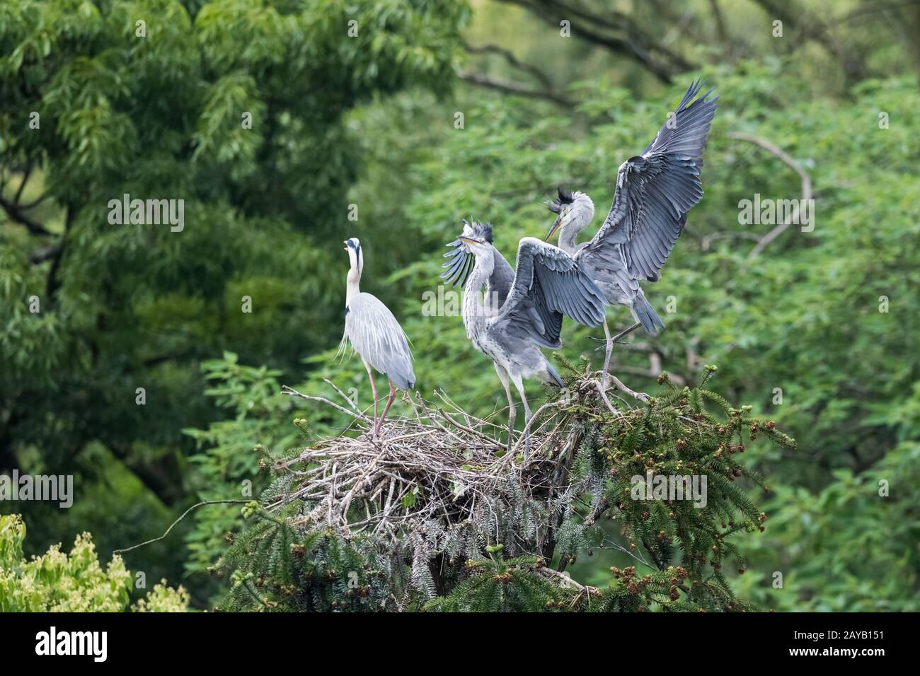 Grey Heron Nest Hi res Stock Photography And Images Alamy