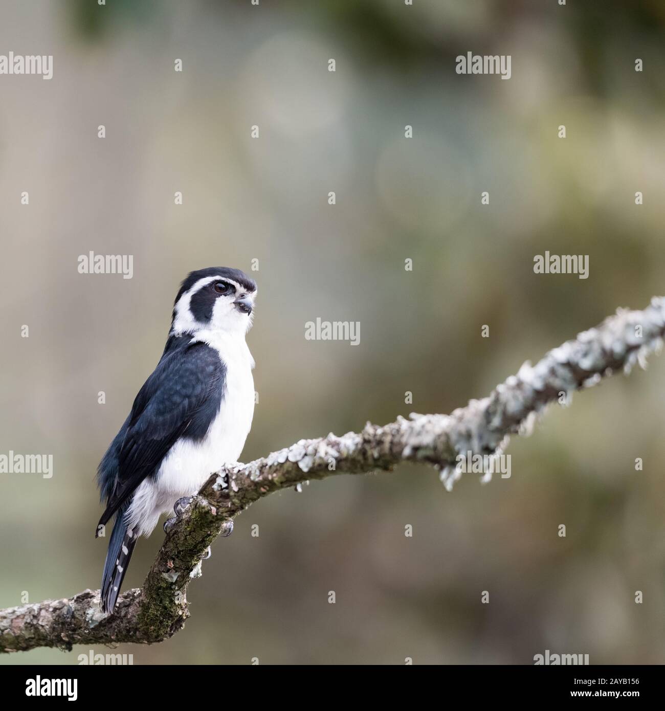pied falconet stand on a branch Stock Photo