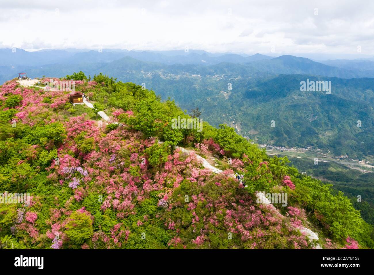 beautiful azaleas blooming on ridge Stock Photo