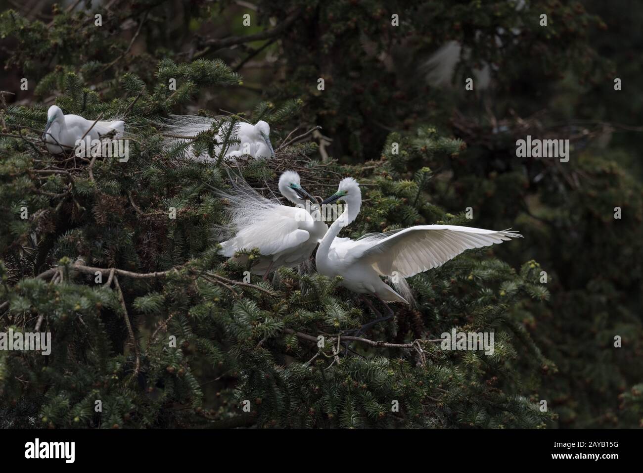 beautiful great egret nesting Stock Photo