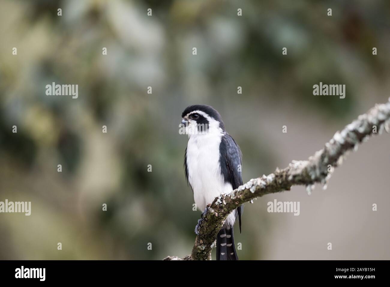pied falconet stand on a branch Stock Photo