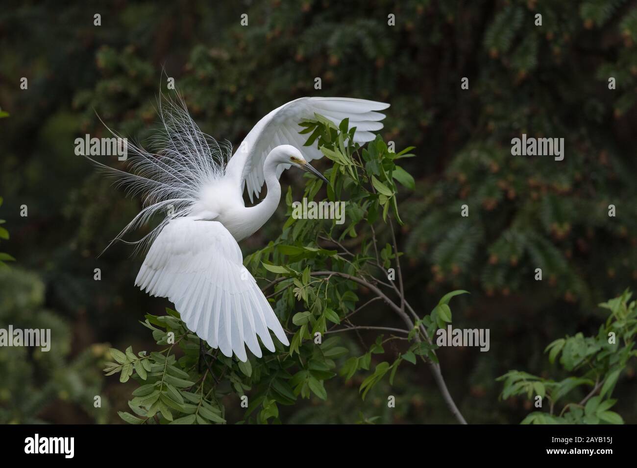 beautiful great white heron Stock Photo