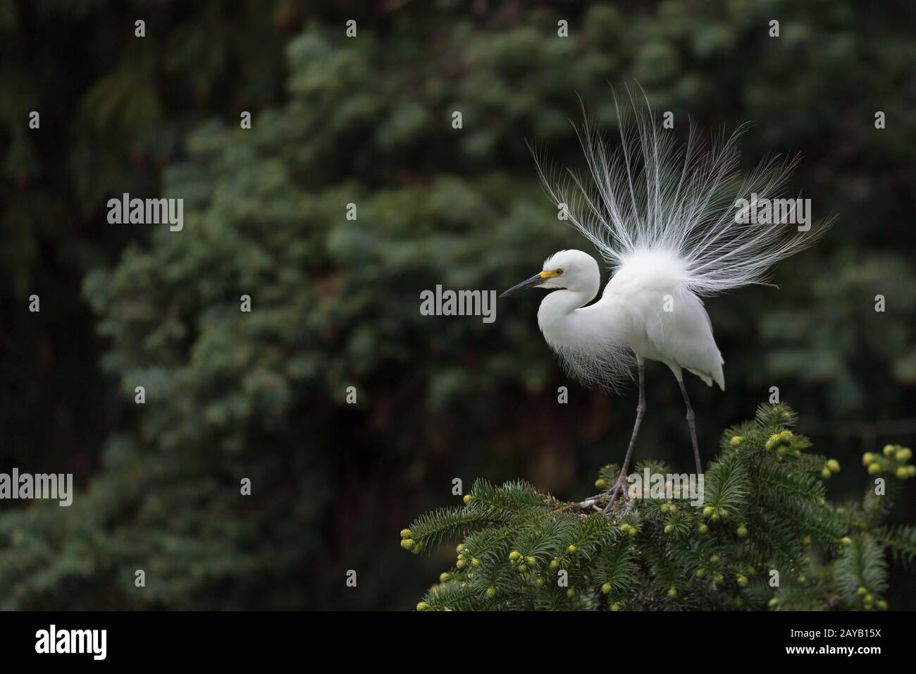 beautiful great white egret Stock Photo