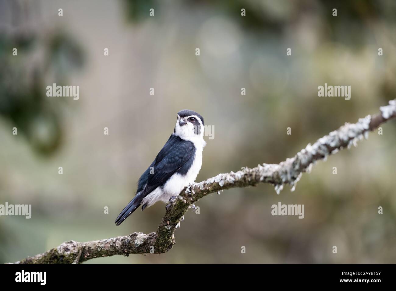 pied falconet stand on a branch Stock Photo