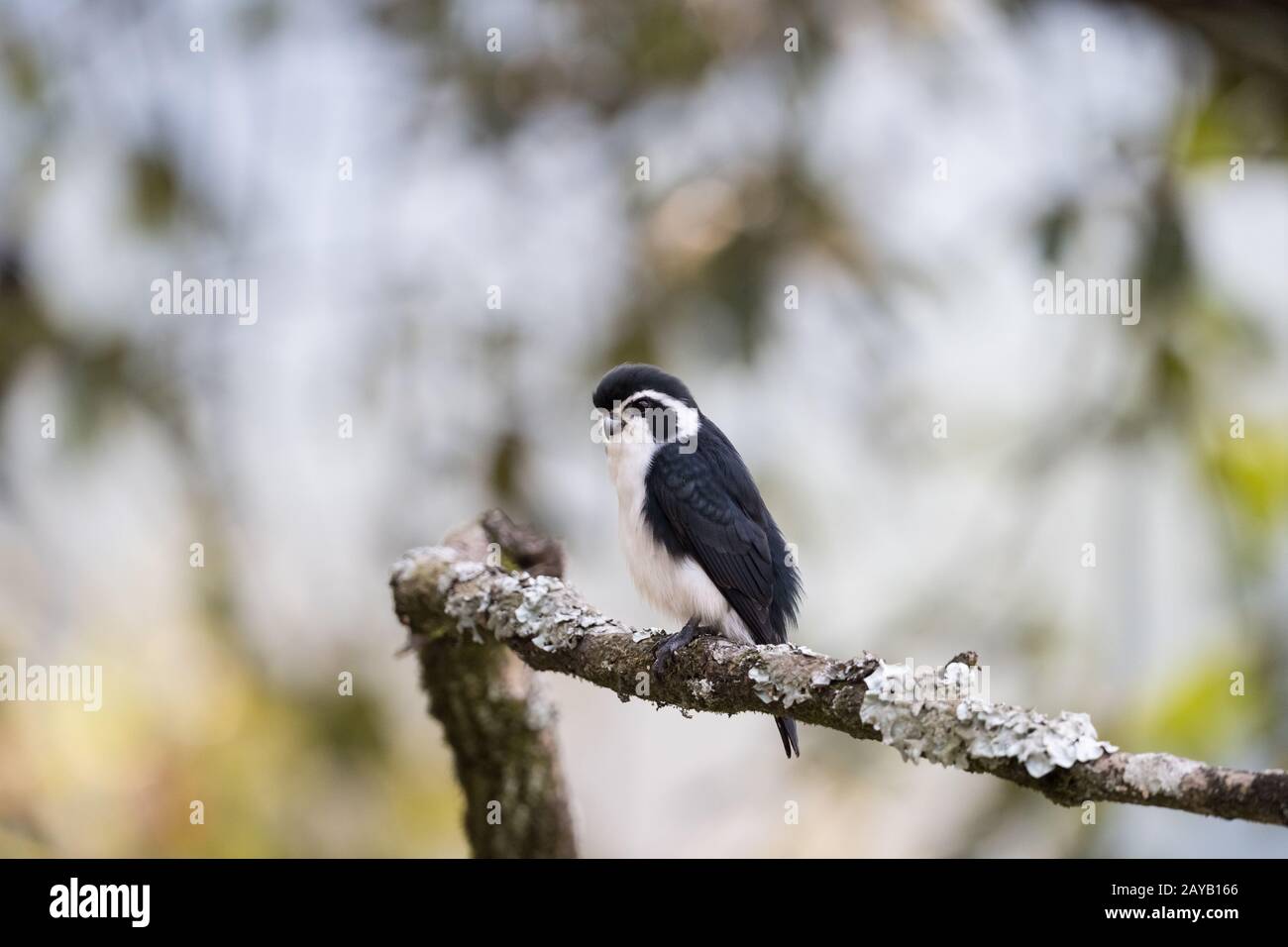 pied falconet stand on a branch Stock Photo
