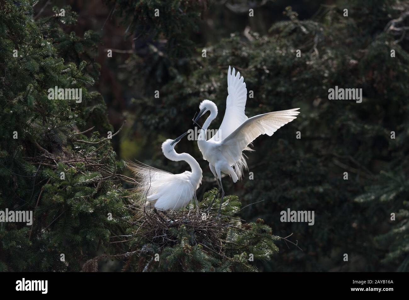 beautiful great egret Stock Photo