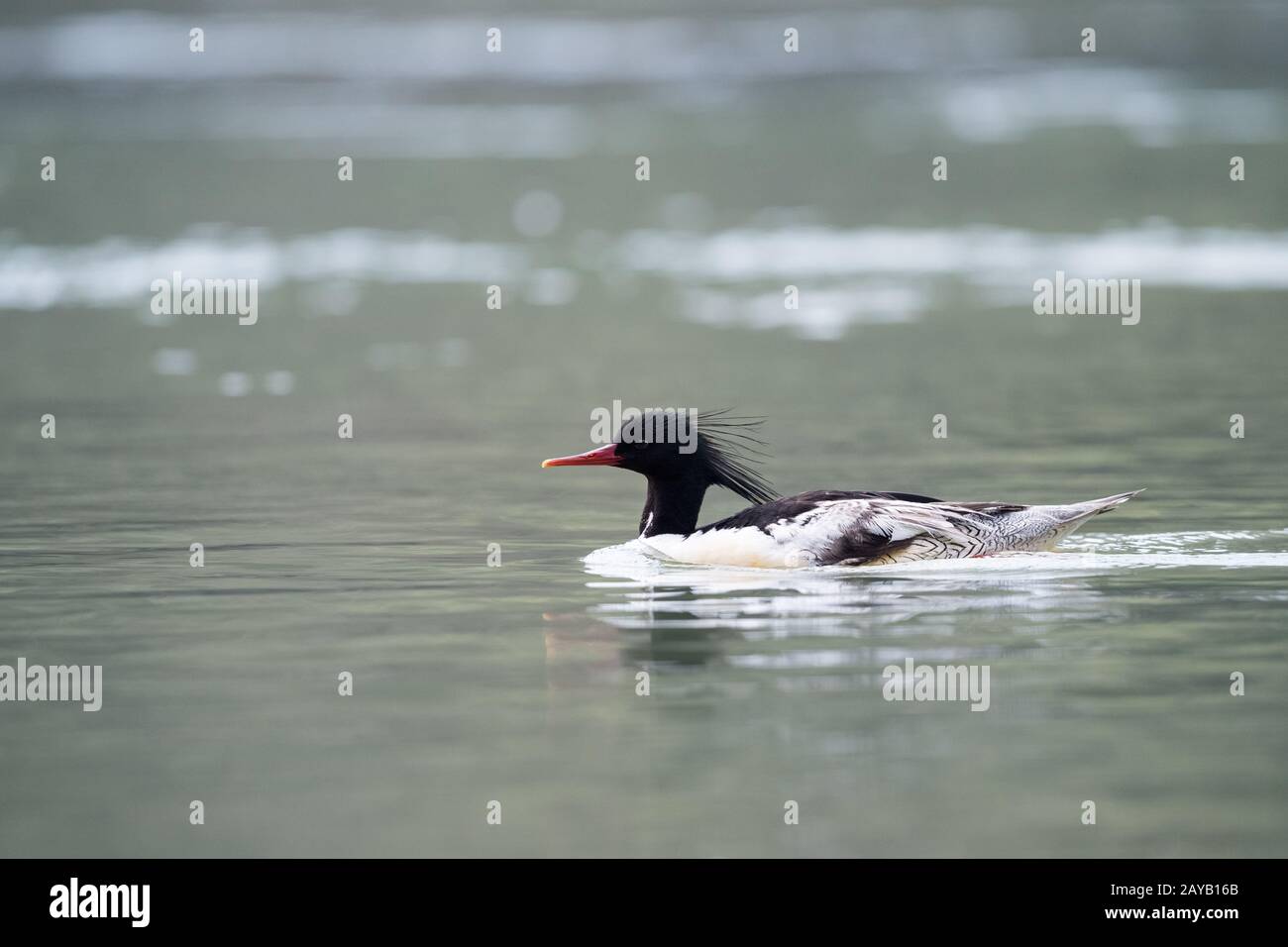 mergus squamatus chinese merganser Stock Photo