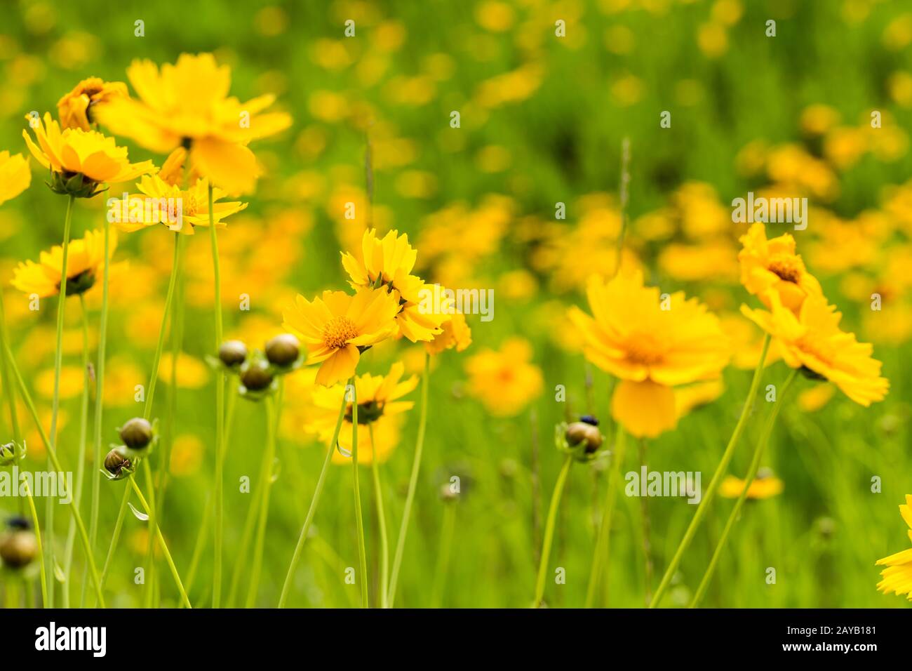 closeup of  the yellow coreopsis flower blooming Stock Photo
