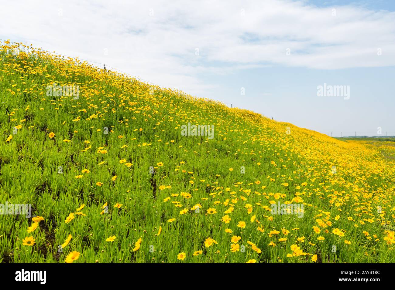 yellow coreopsis flowers blooming in wild Stock Photo