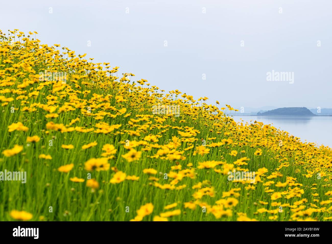 coreopsis flowers bloom by lakeside Stock Photo