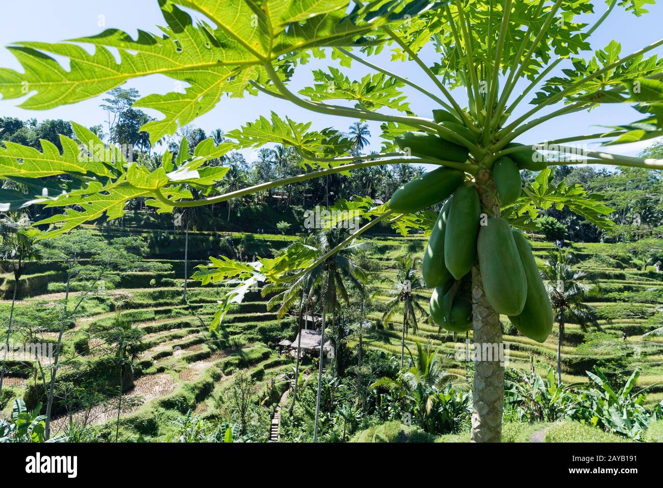 papaya tree with tegalalang rice terrace Stock Photo