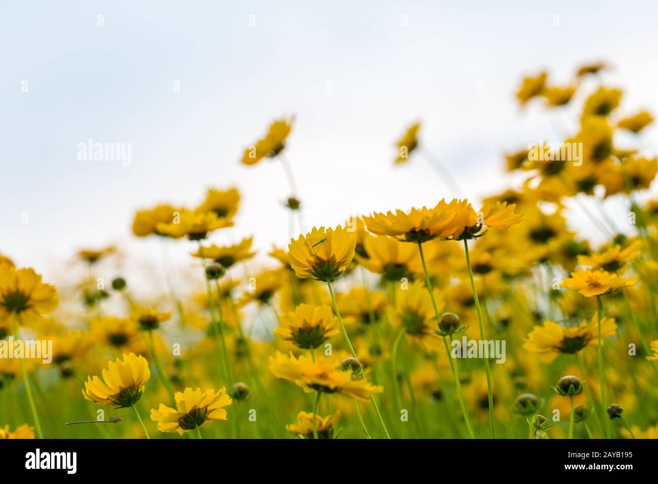 beautiful coreopsis lanceolata closeup Stock Photo