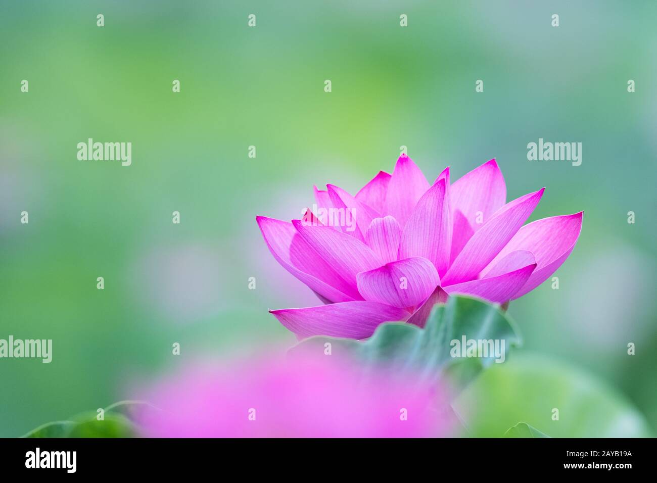 beautiful lotus flower in full bloom Stock Photo