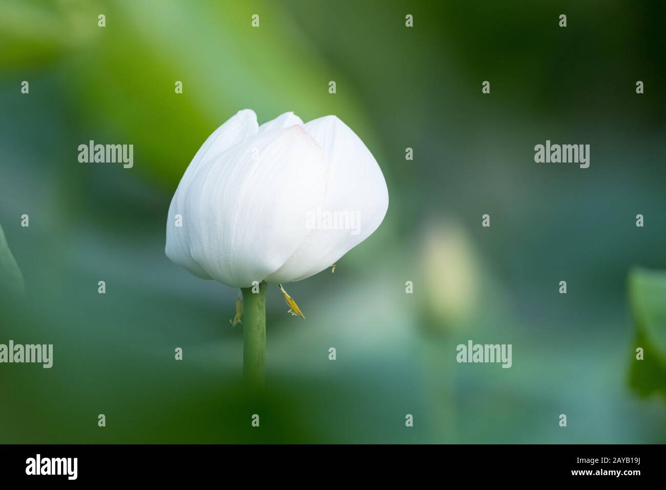 white lotus flower in bloom Stock Photo