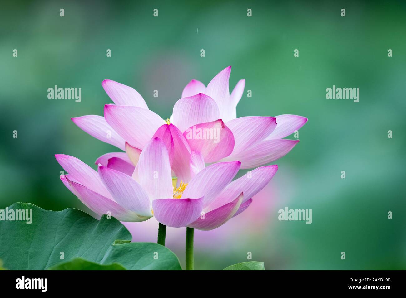 lotus flower blooms Stock Photo