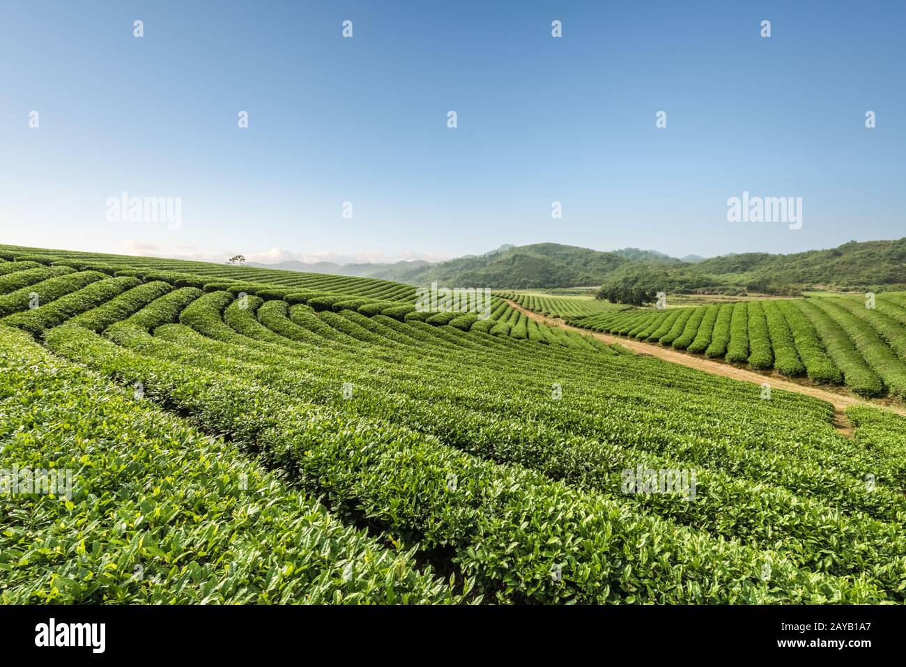 tea plantations on a sunny morning Stock Photo