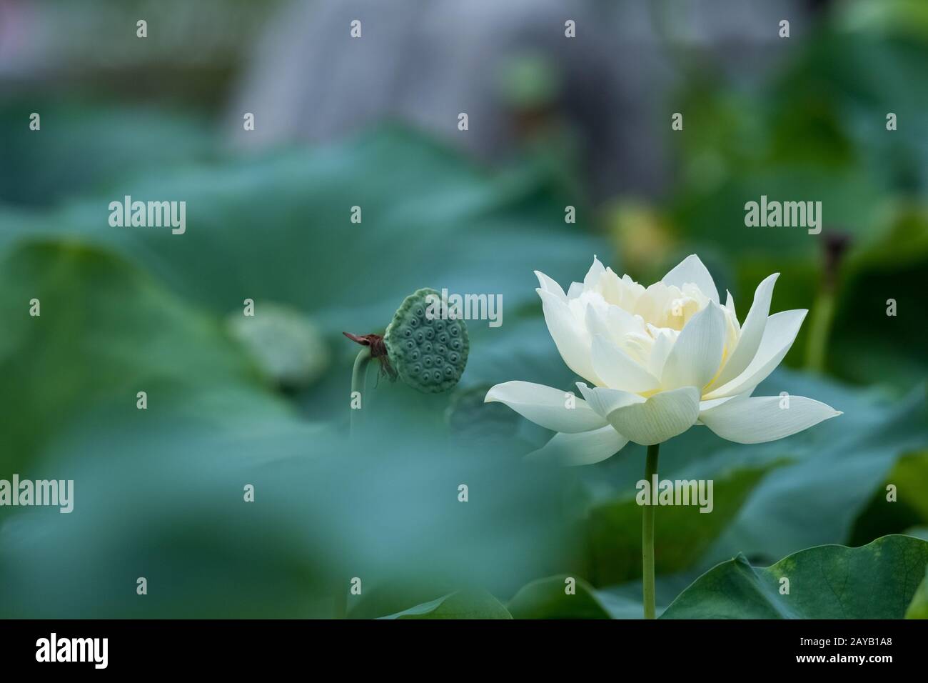 wihte lotus flower in bloom in summer Stock Photo