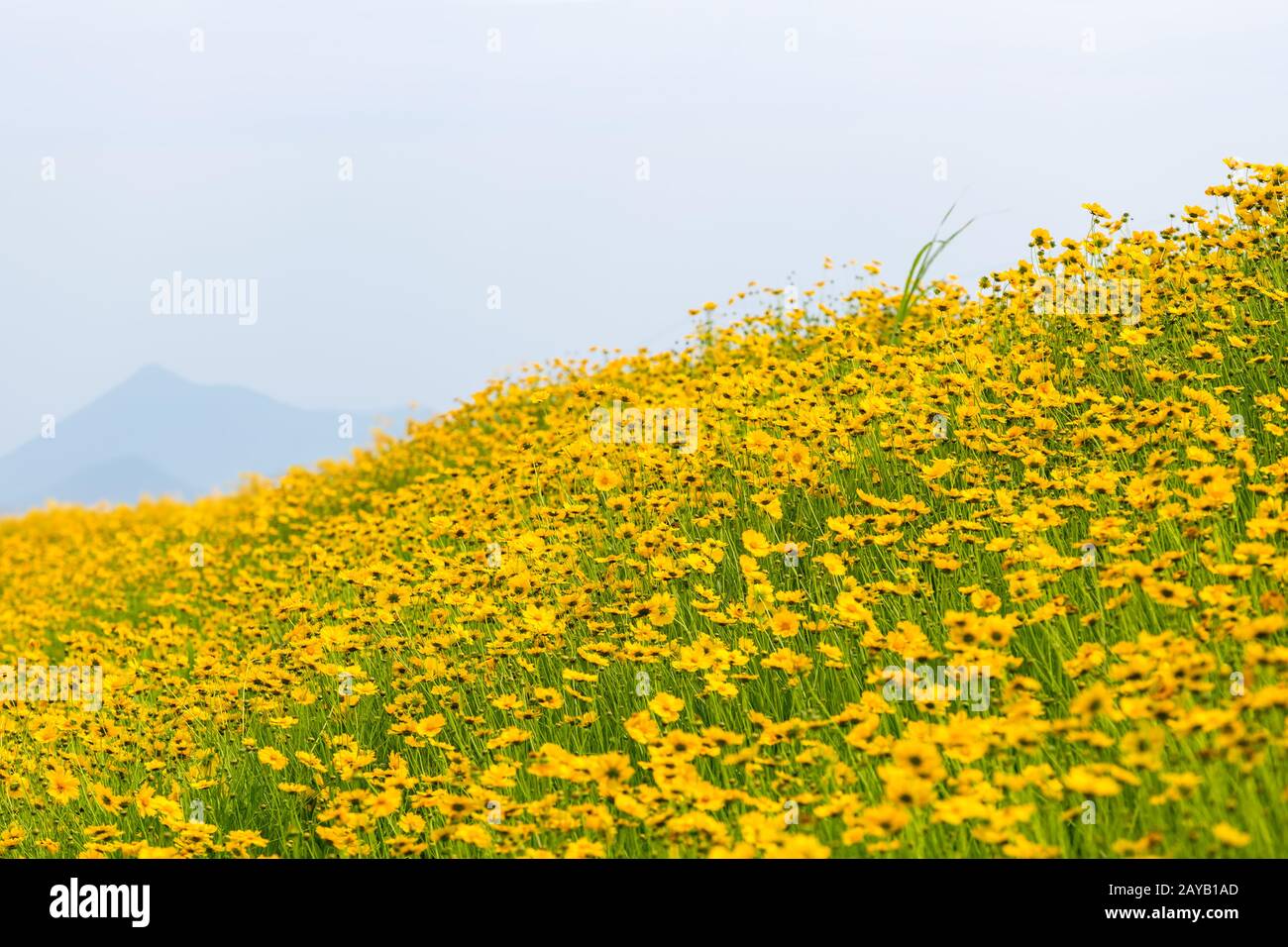 yellow coreopsis flowers blooming Stock Photo