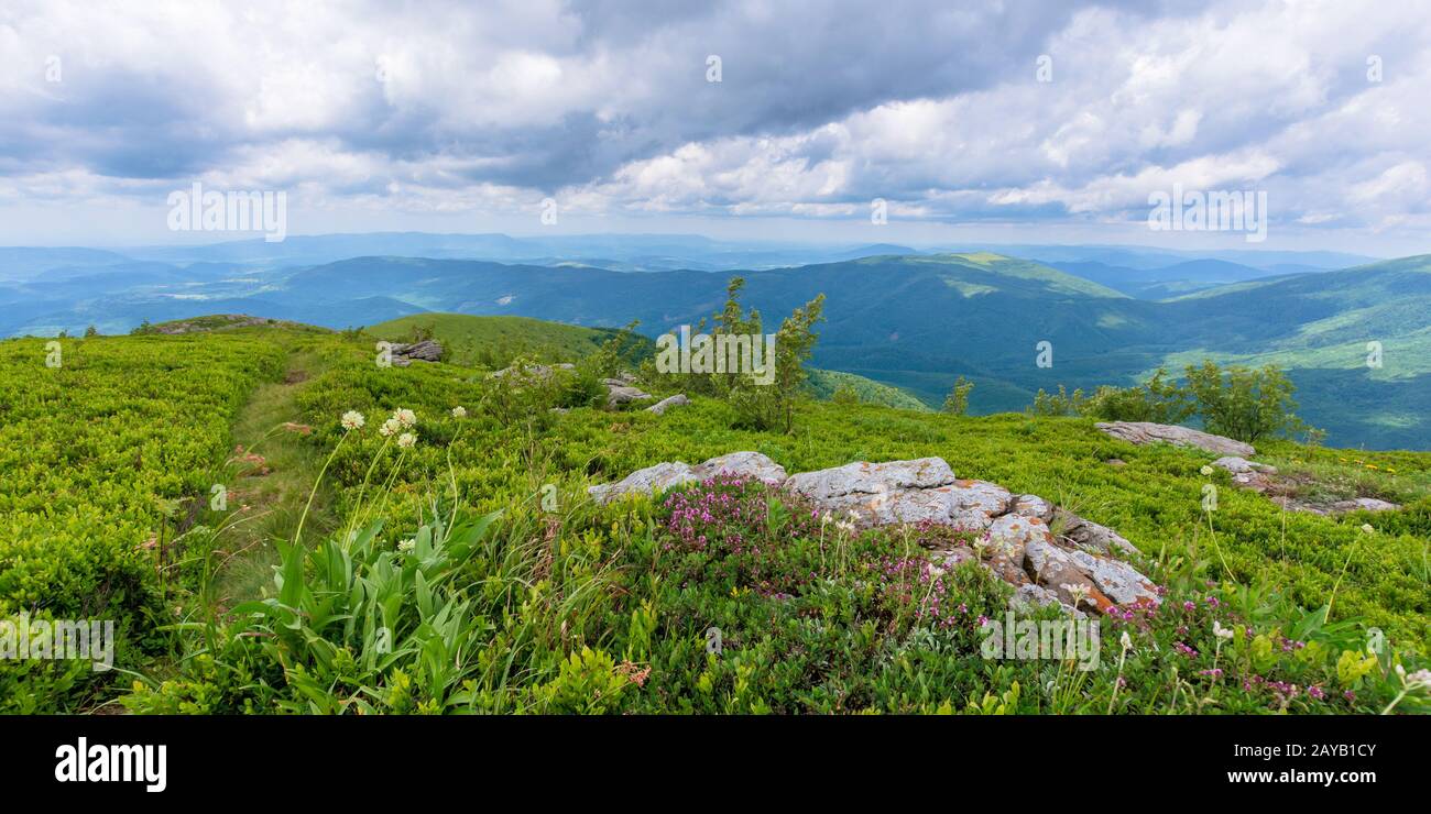 blooming wild herbs on the grassy hill. beautiful nature scenery of alpine meadows in carpathian mountains. summer weather with clouds on the blue sky Stock Photo
